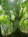 rakurakuhi20120617-3.gif